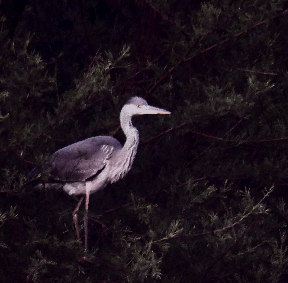 Gray Heron - Santharam V