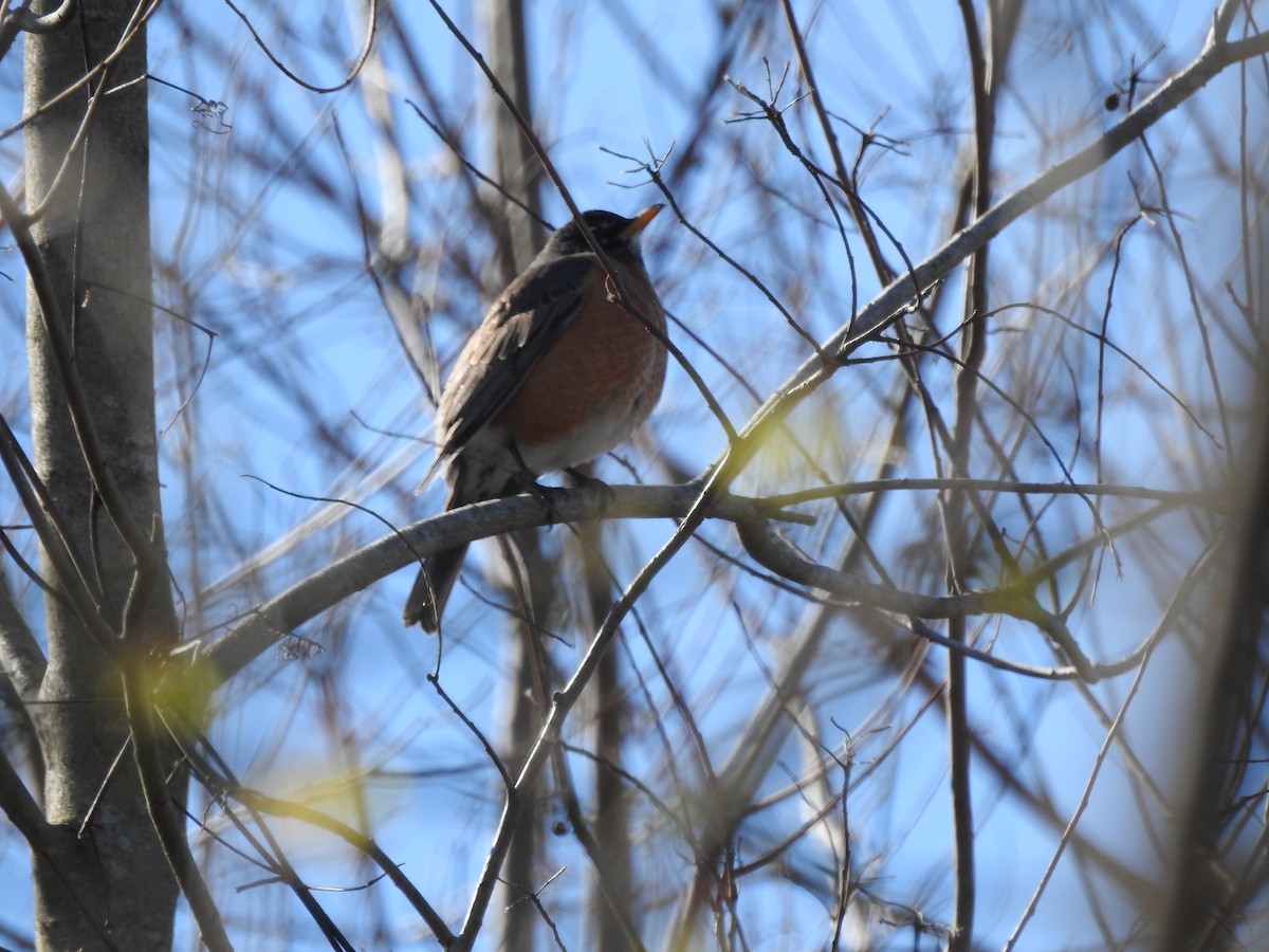 American Robin - ML302267241