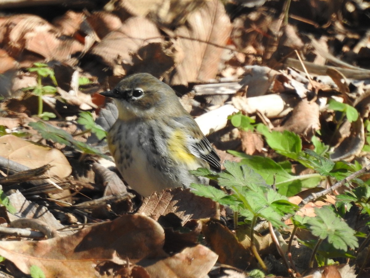 Yellow-rumped Warbler (Myrtle) - ML302267251