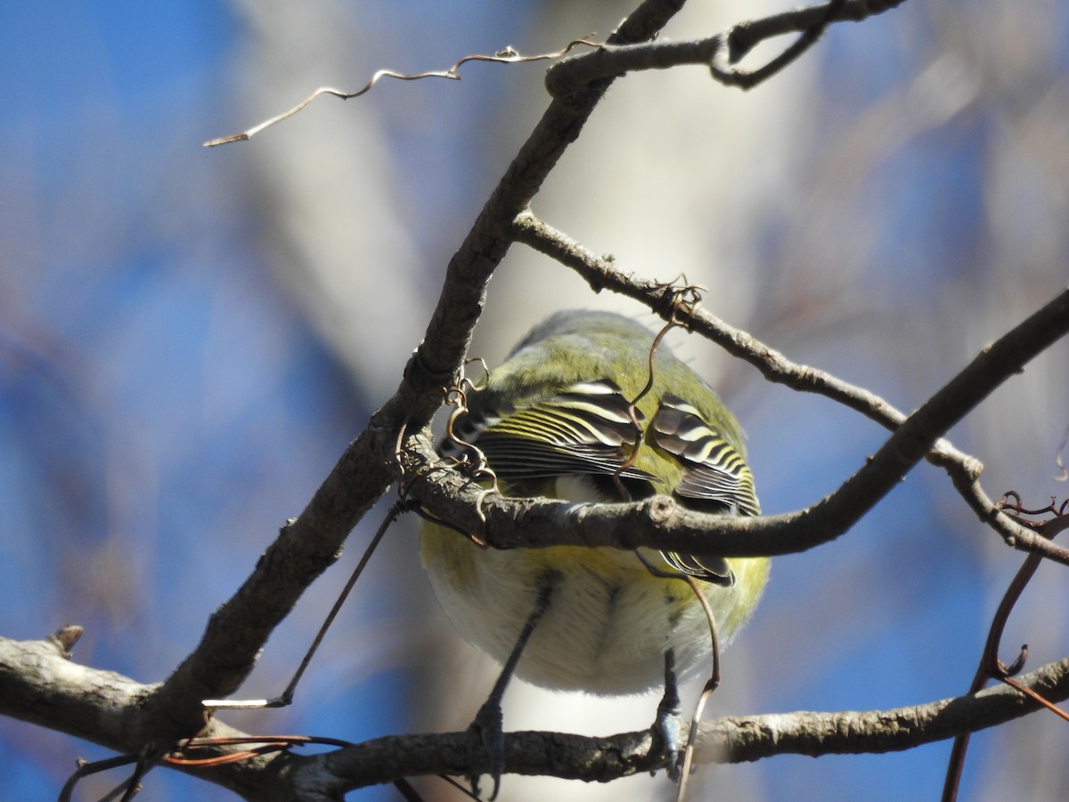 Blue-headed Vireo - ML302267871