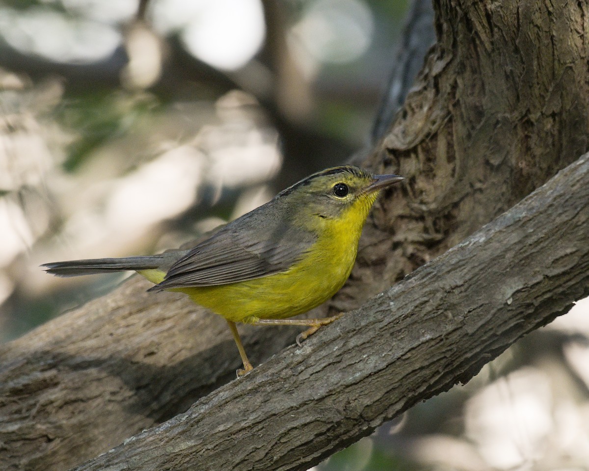 Golden-crowned Warbler - ML302268241