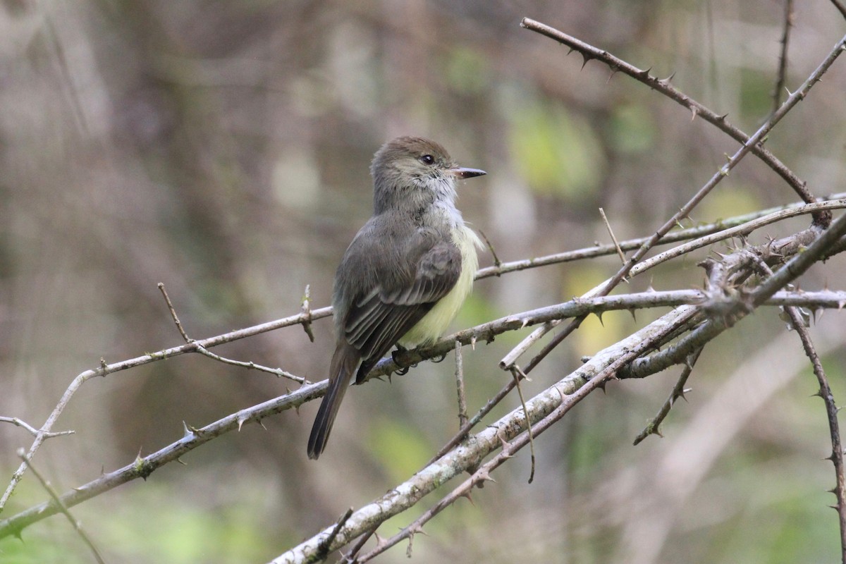 Galapagos Flycatcher - ML30226851