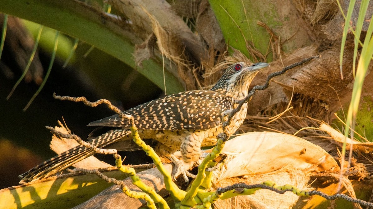 Asian Koel - Zurkanain Yahaya