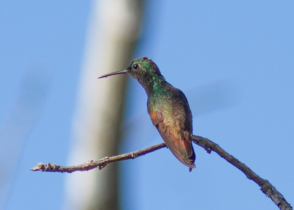 Berylline Hummingbird - ML302275411
