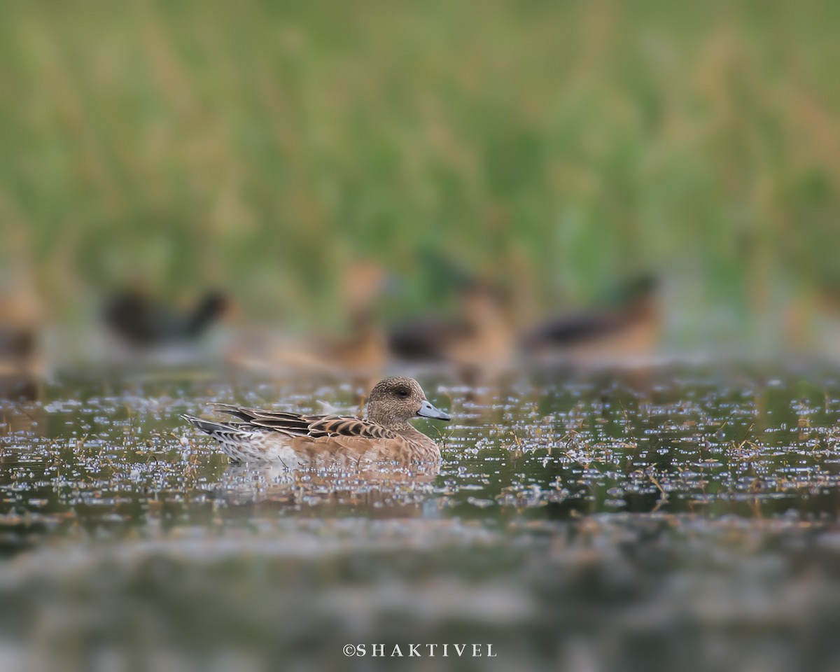 Eurasian Wigeon - ML302277791