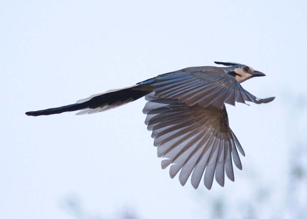 White-throated Magpie-Jay - Alan Wight