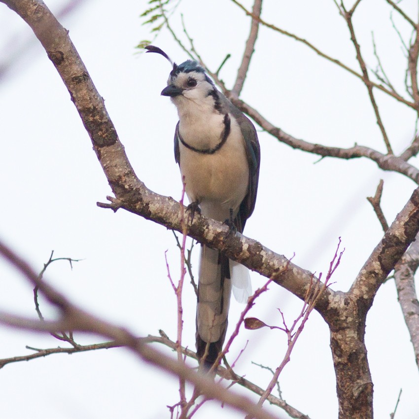 White-throated Magpie-Jay - Alan Wight