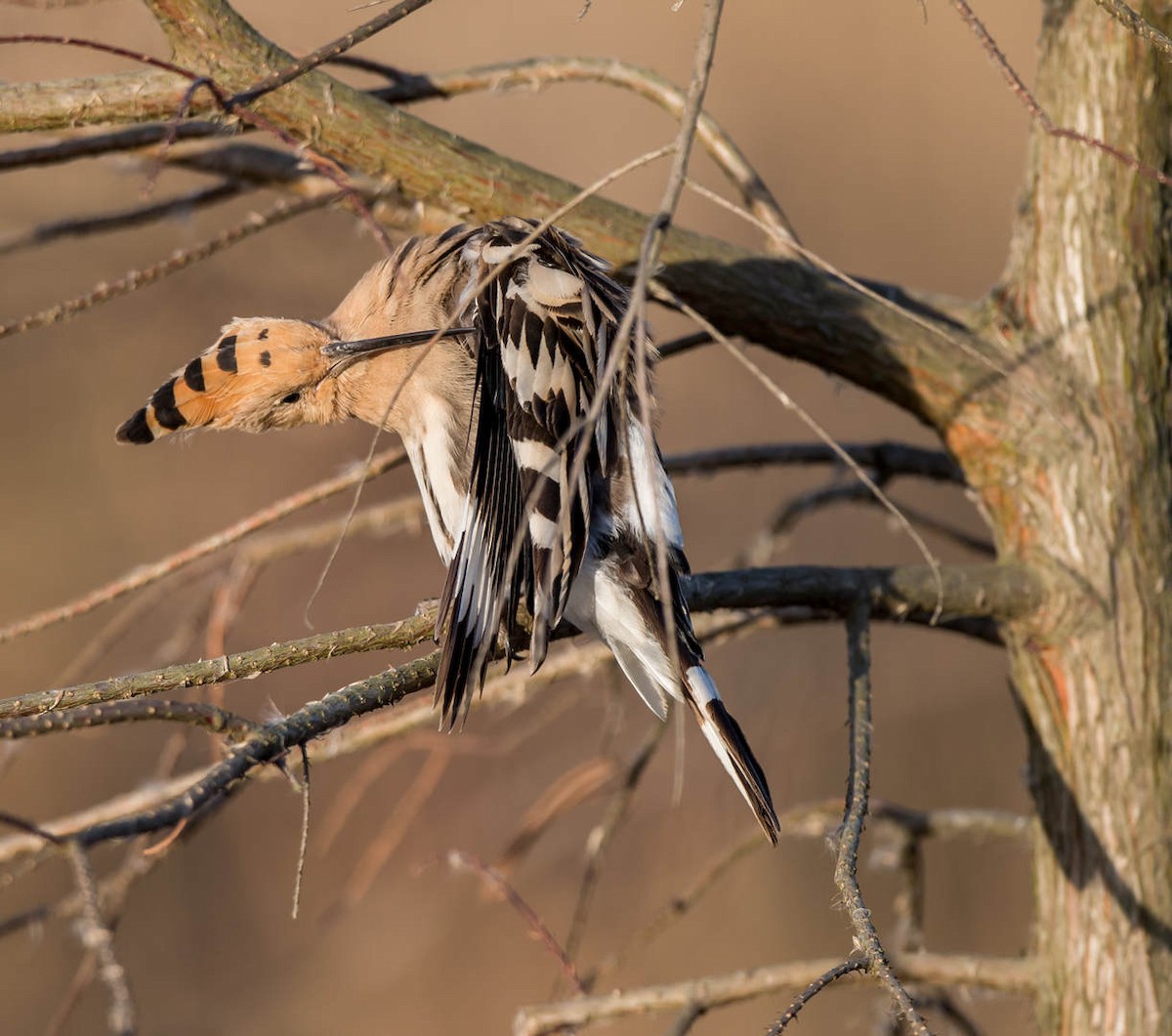 Eurasian Hoopoe - ML302278541