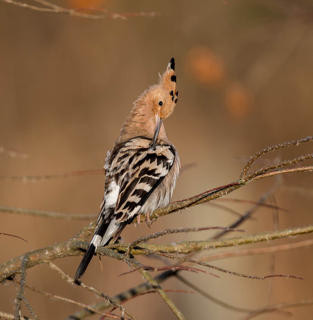 Eurasian Hoopoe - ML302278561