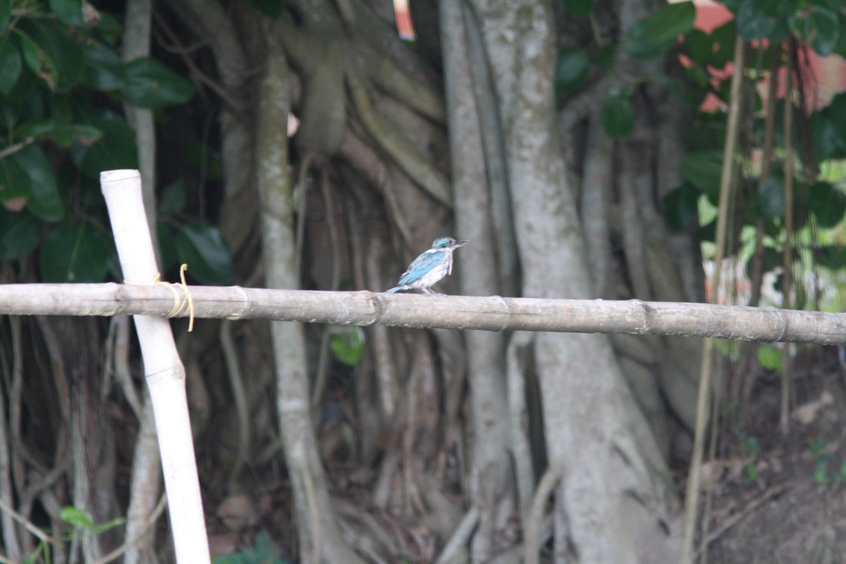 Collared Kingfisher - ML302279771