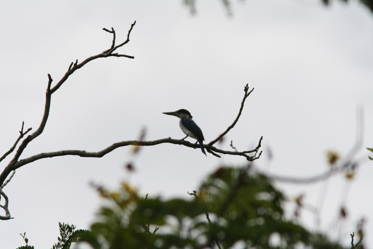 Collared Kingfisher - PANKAJ GUPTA