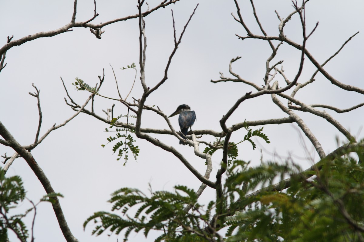 Collared Kingfisher - ML302279891