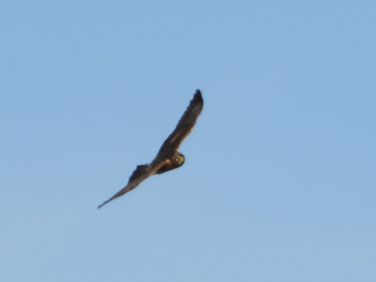 Northern Harrier - ML302281651