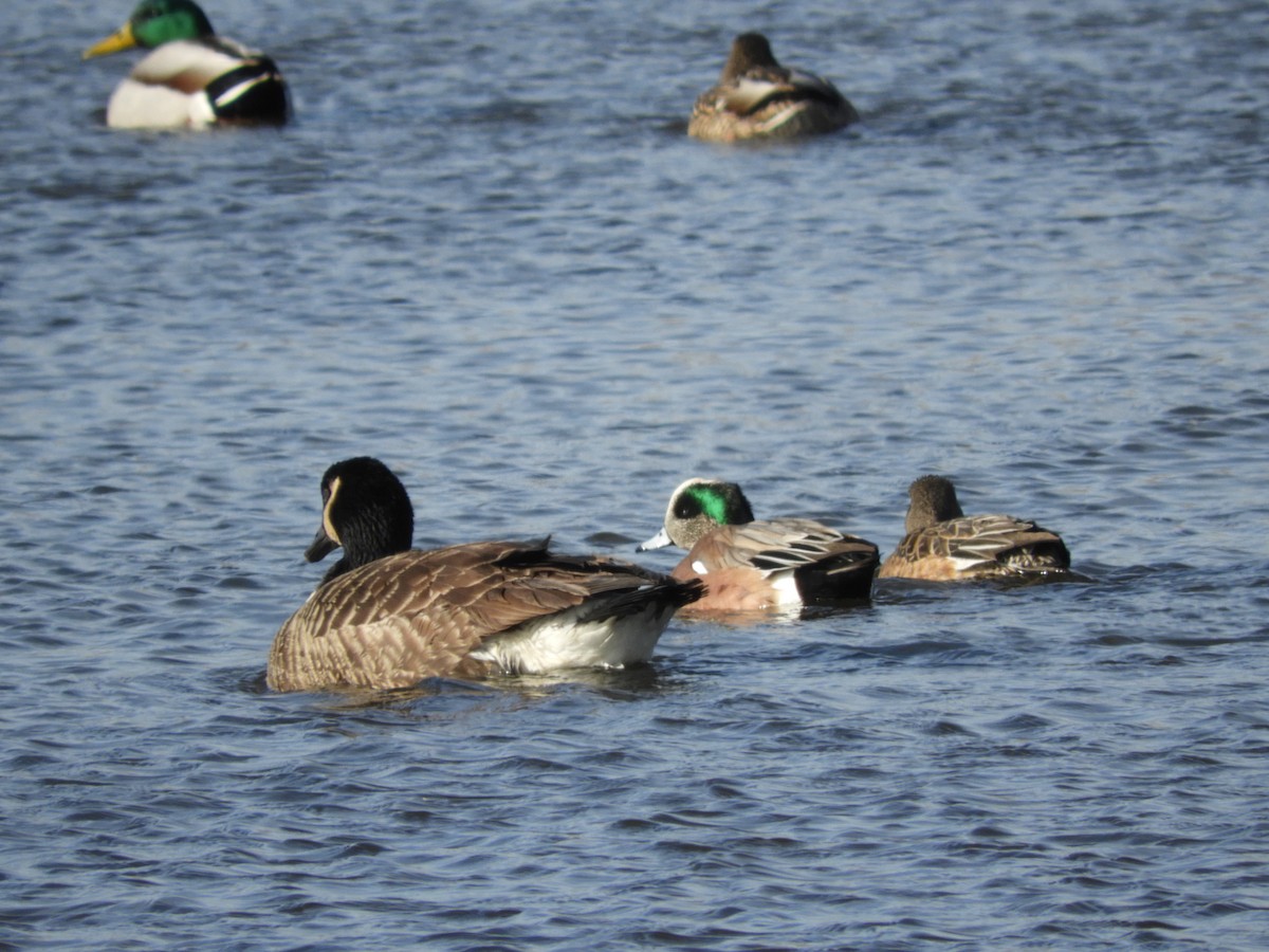 American Wigeon - ML302281761