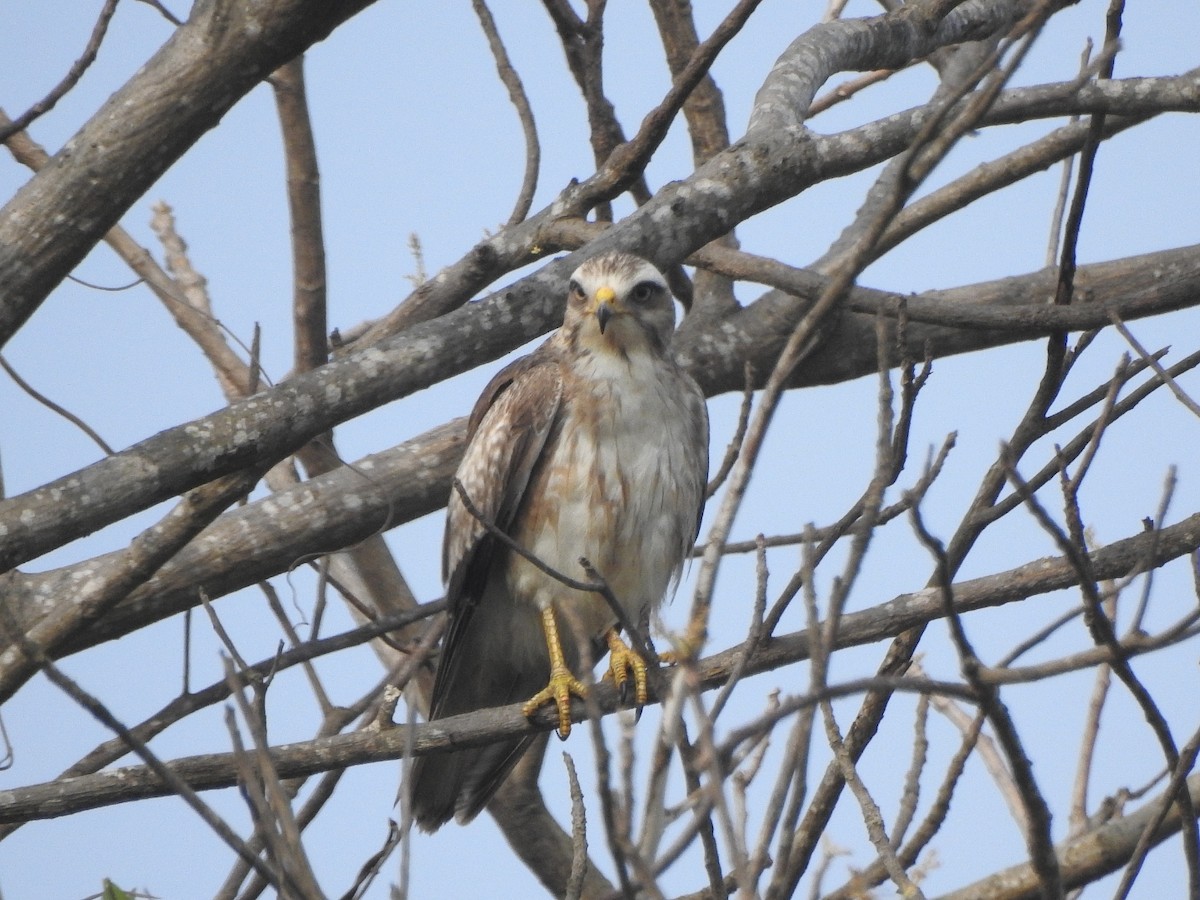 White-eyed Buzzard - ML302282951