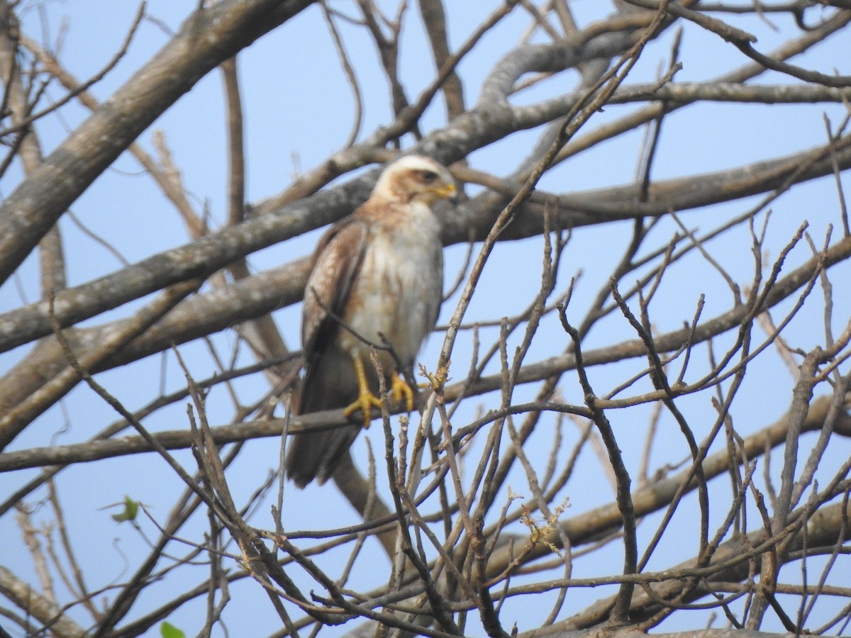 White-eyed Buzzard - ML302282981