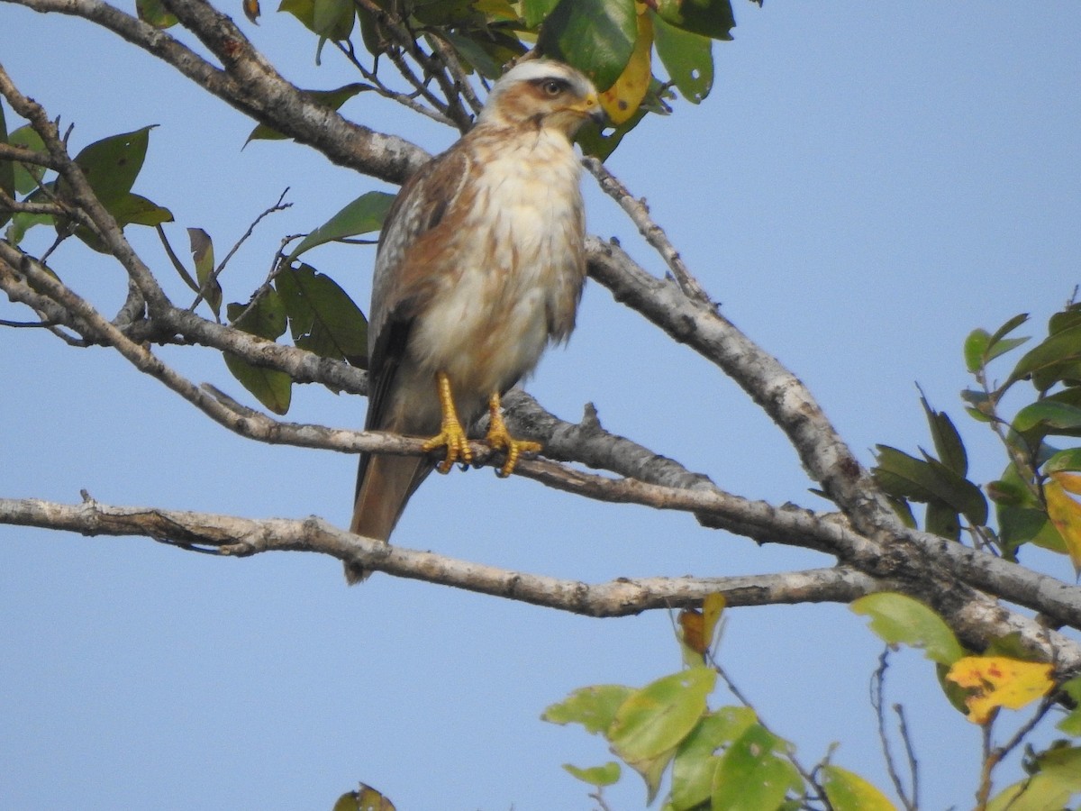 White-eyed Buzzard - ML302283031