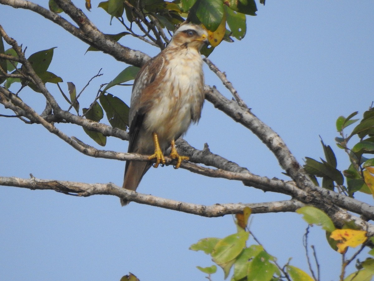 White-eyed Buzzard - ML302283041