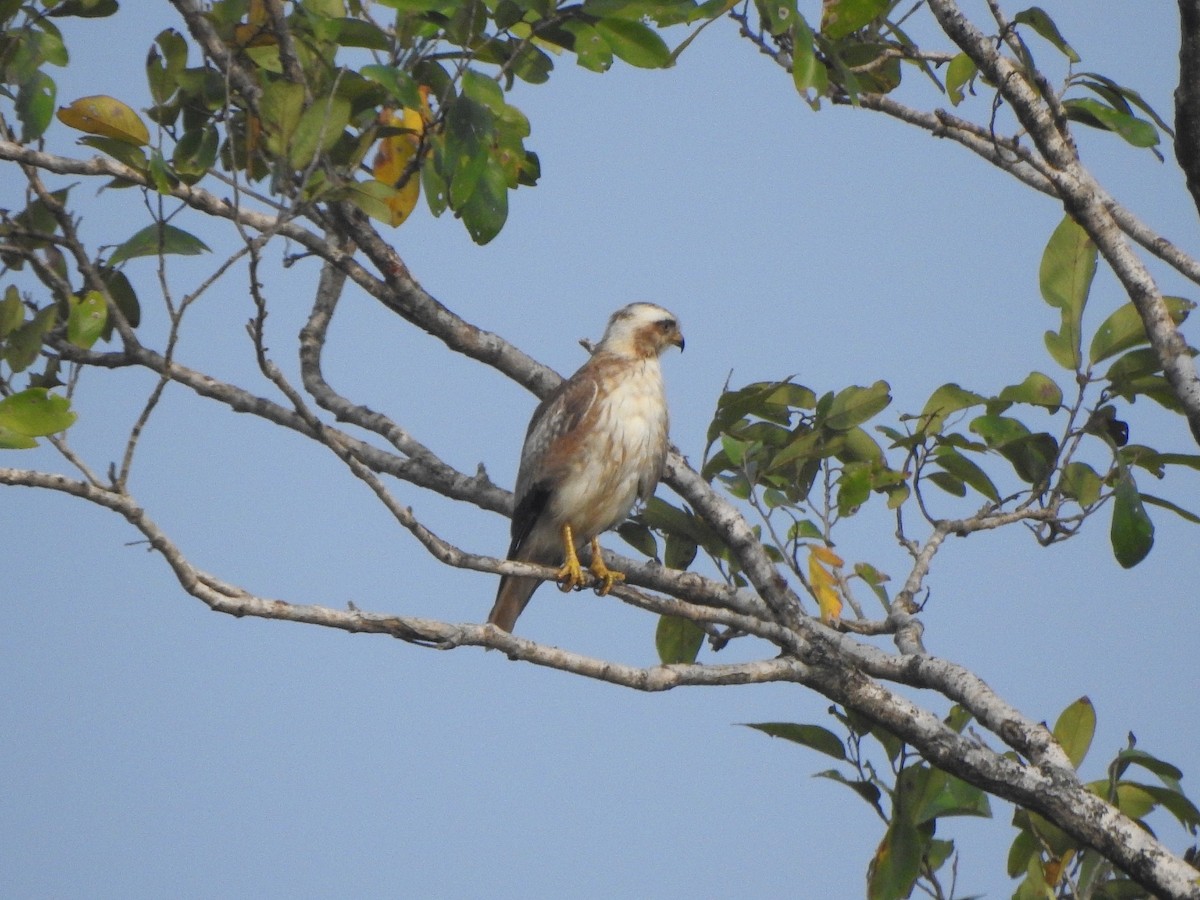 White-eyed Buzzard - ML302283051