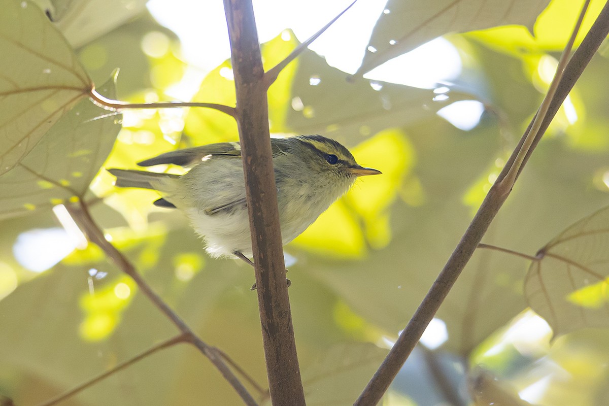 Kloss's Leaf Warbler - ML302283211