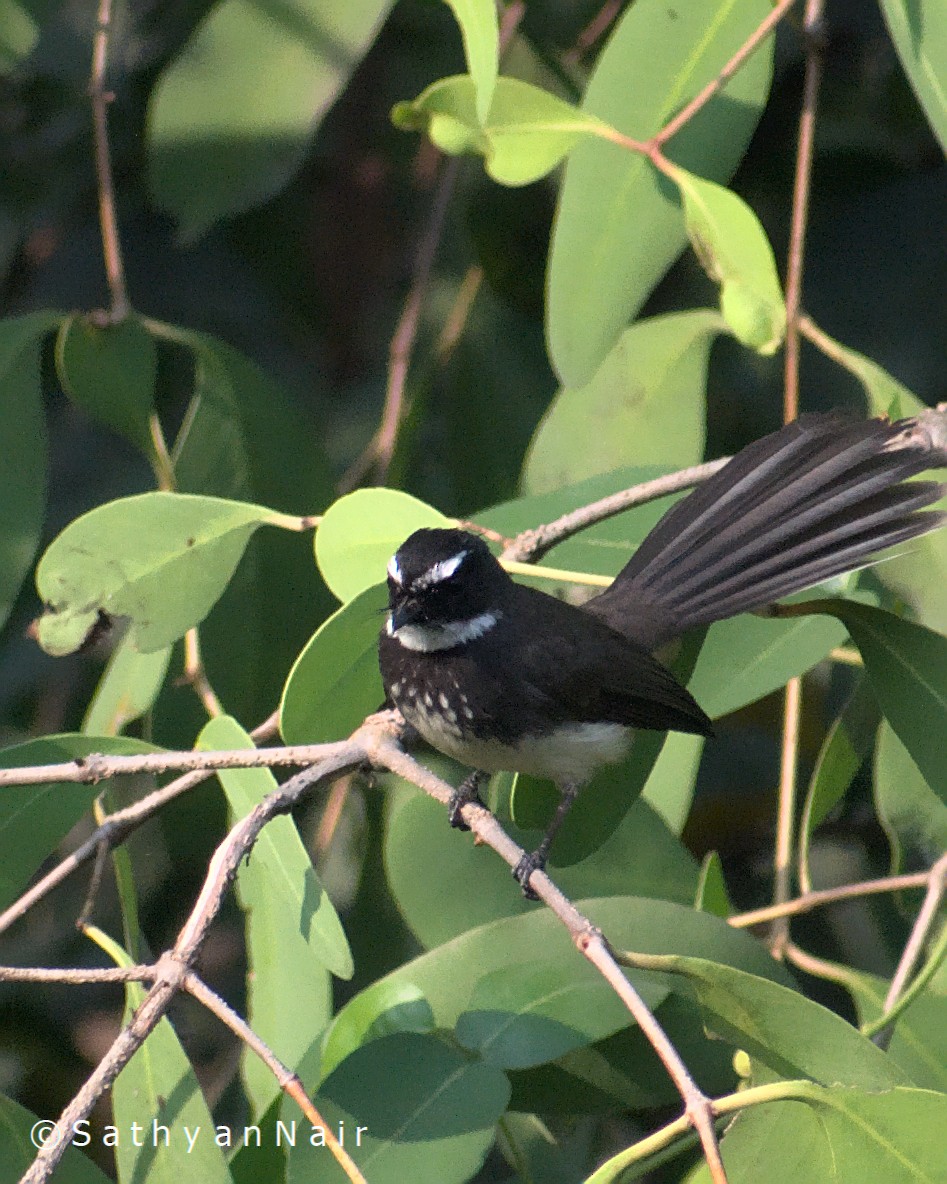 Spot-breasted Fantail - ML302283421