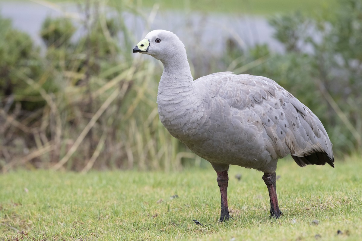 Cape Barren Goose - ML302283731