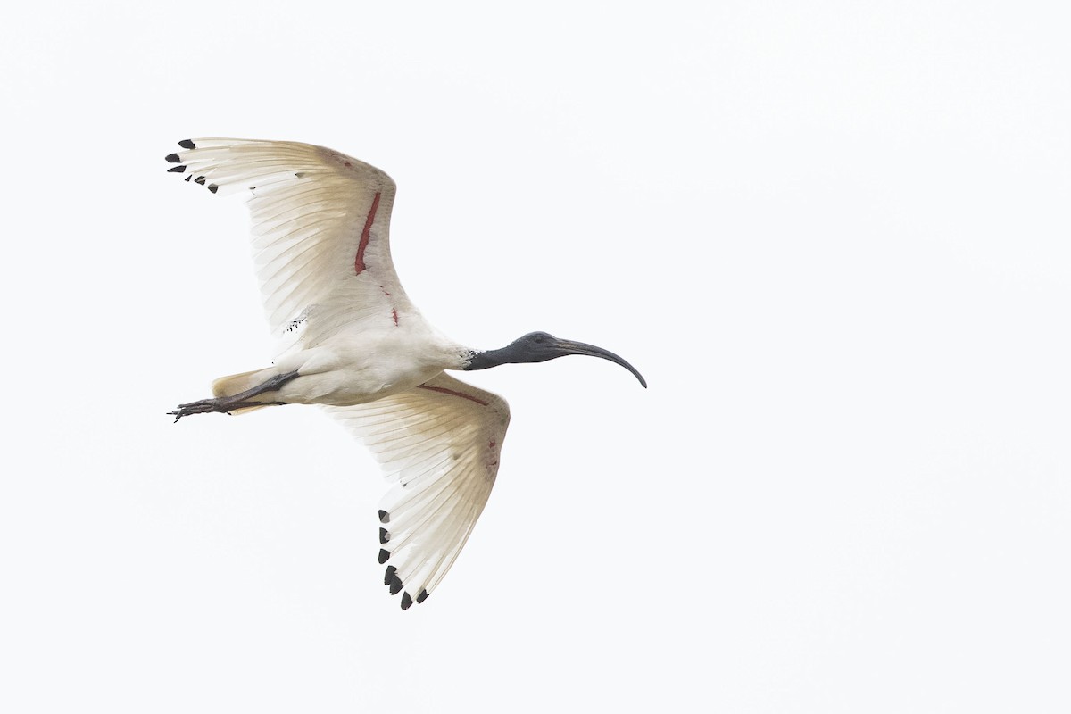 ibis australský - ML302283901