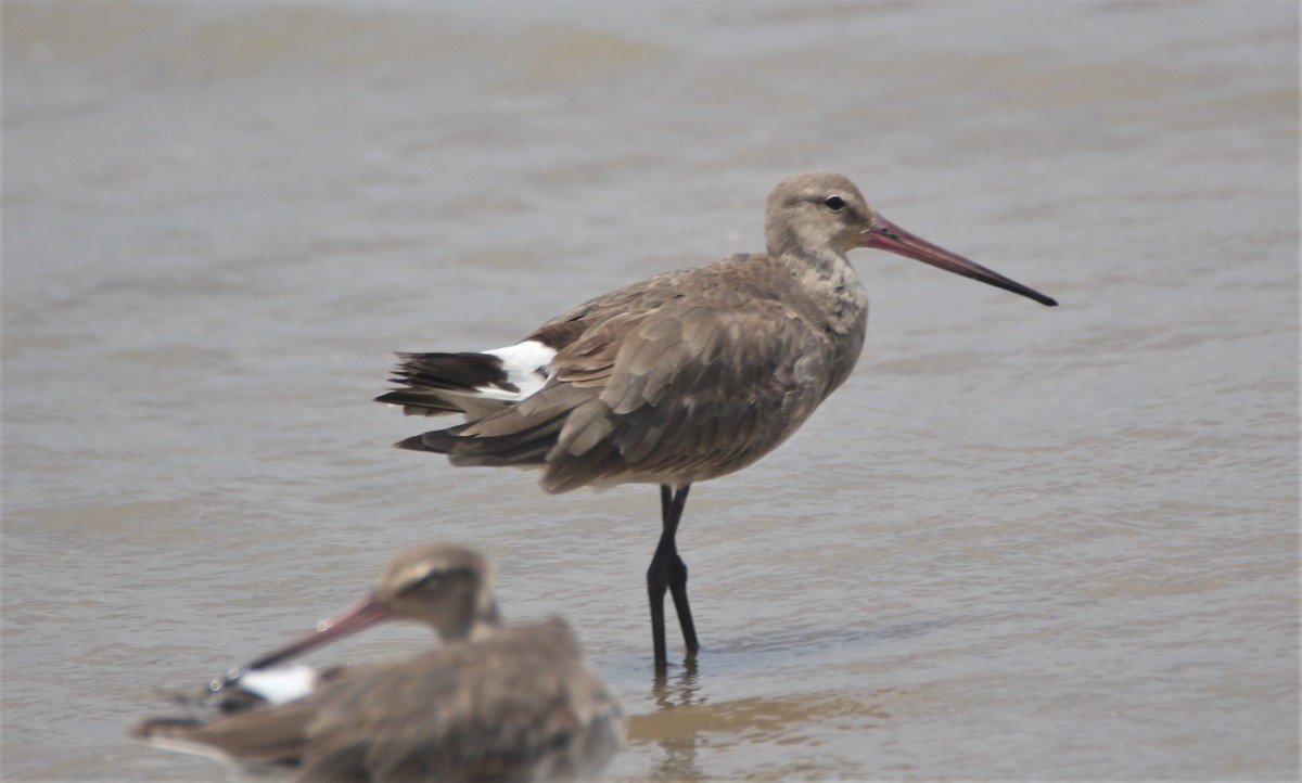 Black-tailed Godwit - Mary Clarke