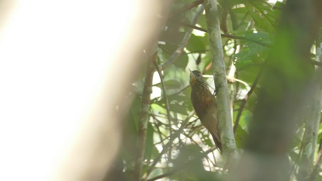 Straight-billed Woodcreeper - ML302285191