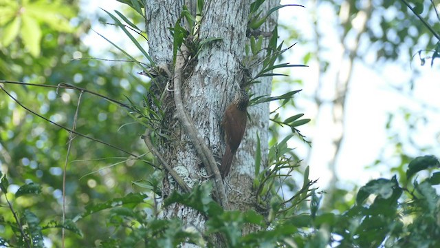 Straight-billed Woodcreeper - ML302285251