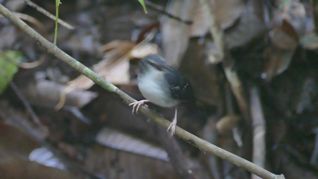 Silvered Antbird - ML302286361