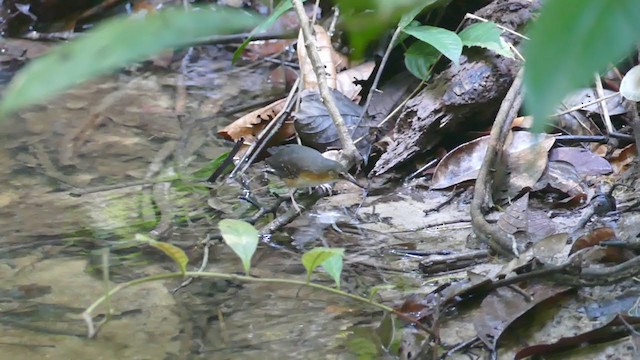 Silvered Antbird - ML302286531