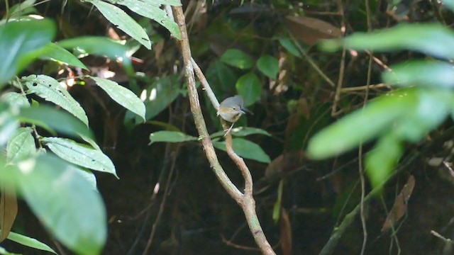 Silvered Antbird - ML302286651