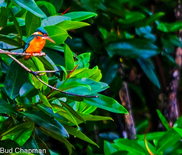 Common Kingfisher - ML302286881