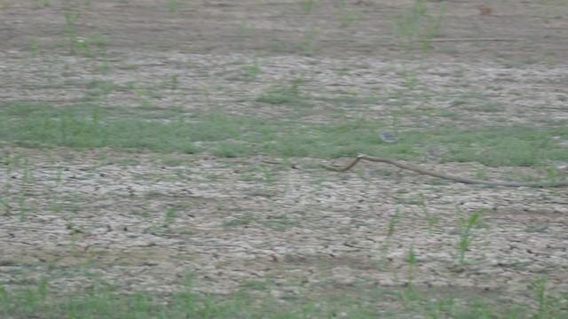 Buff-breasted Sandpiper - ML302288811