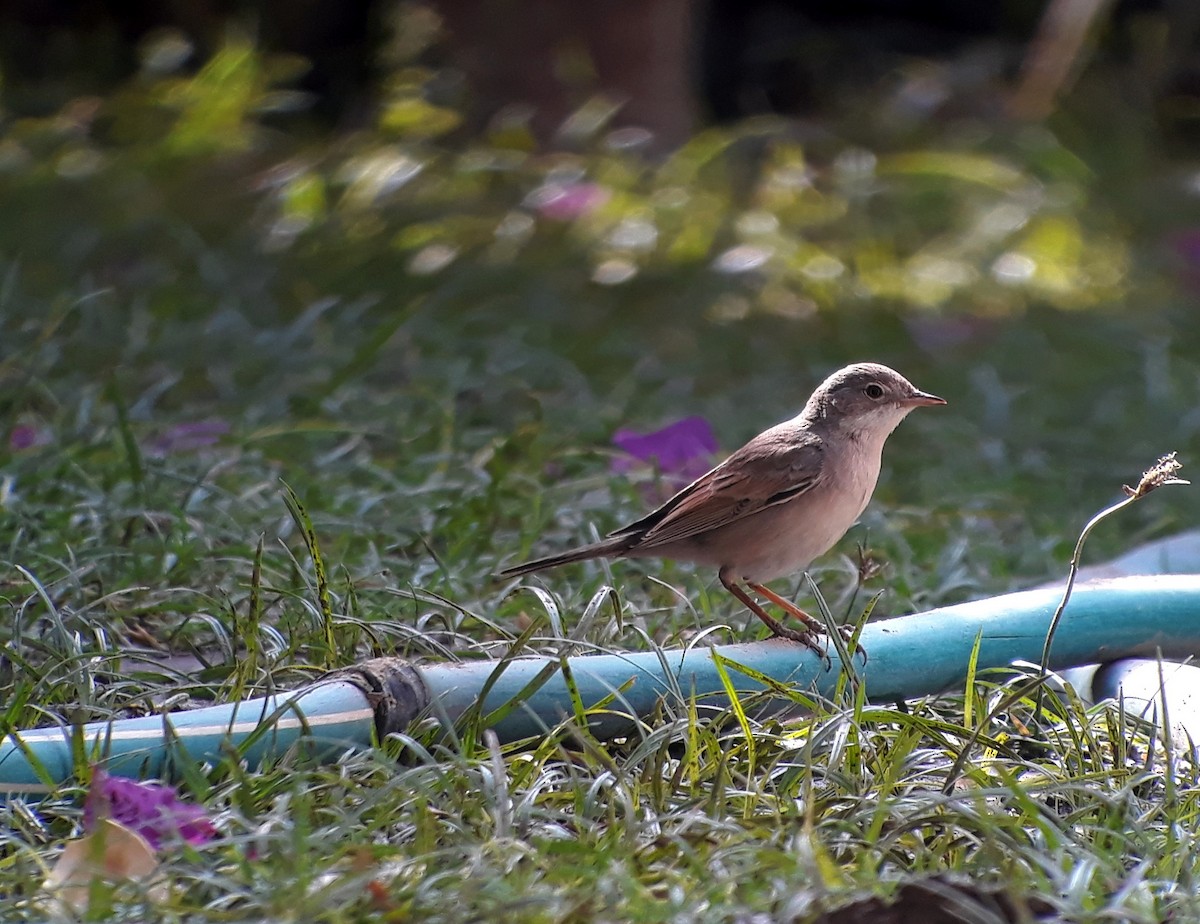 Greater Whitethroat - ML302292541