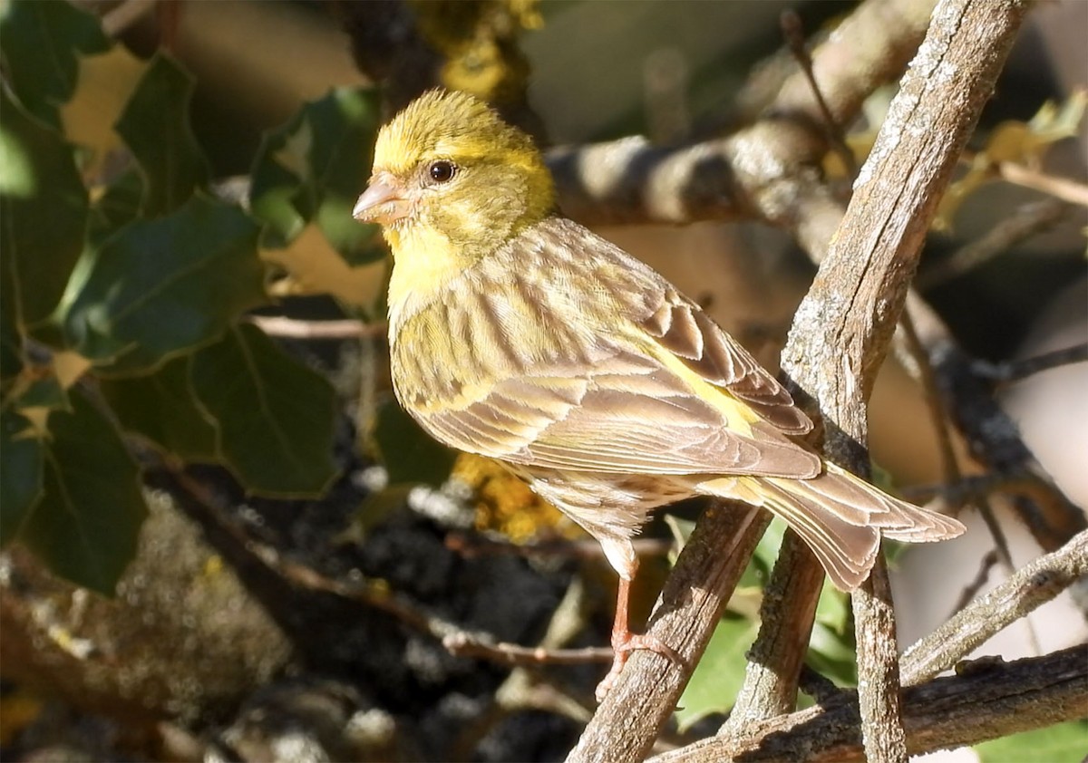 Serin cini - ML302293731