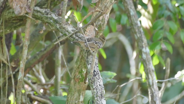 Black-crowned Antshrike - ML302294141