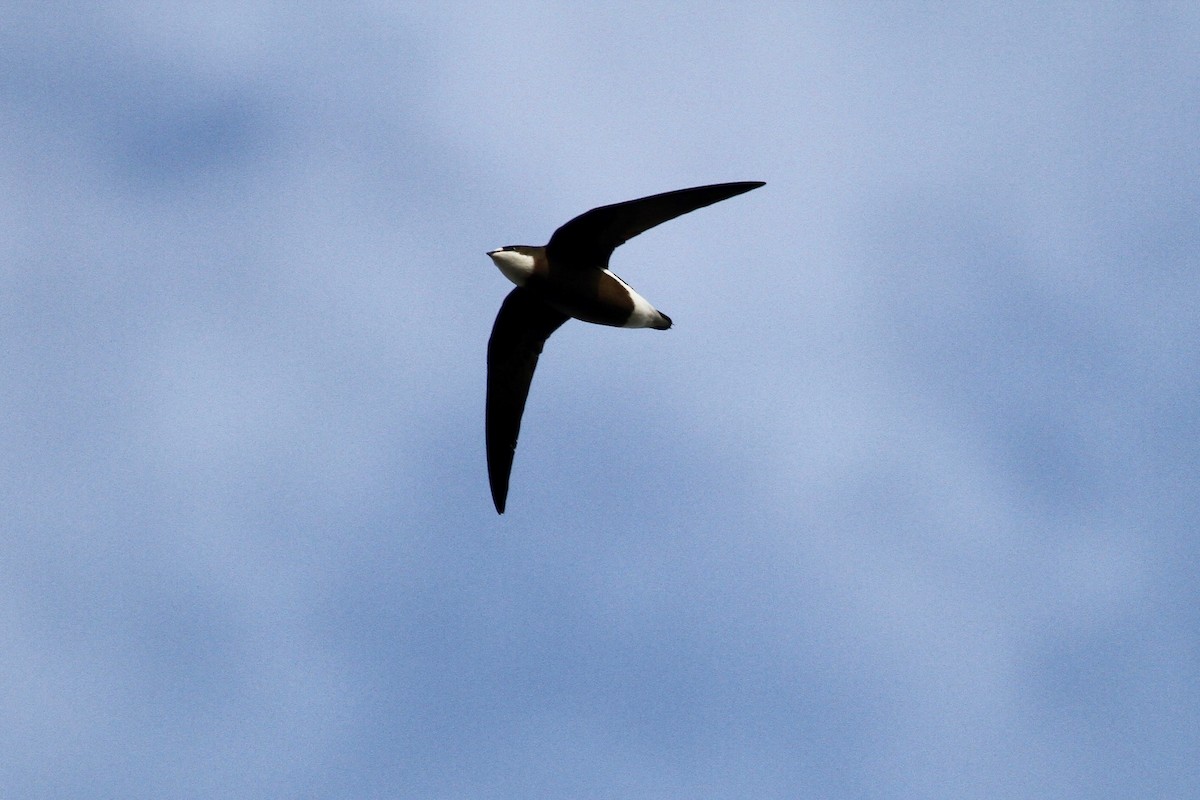 White-throated Needletail - Robert Hamilton