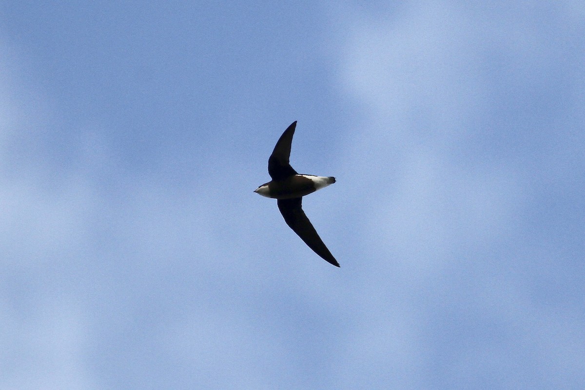 White-throated Needletail - Robert Hamilton