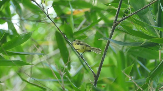 Yellow Tyrannulet - ML302294301