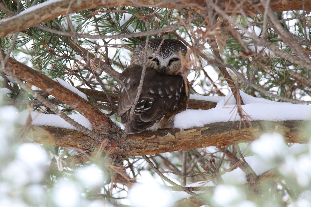 Northern Saw-whet Owl - Brad Carlson