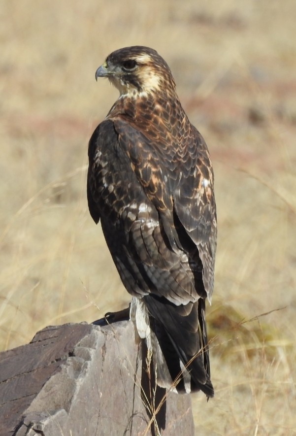 Variable Hawk - ML302296201