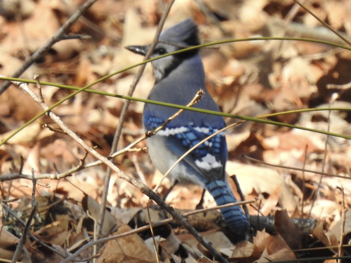 Blue Jay - ML302298371