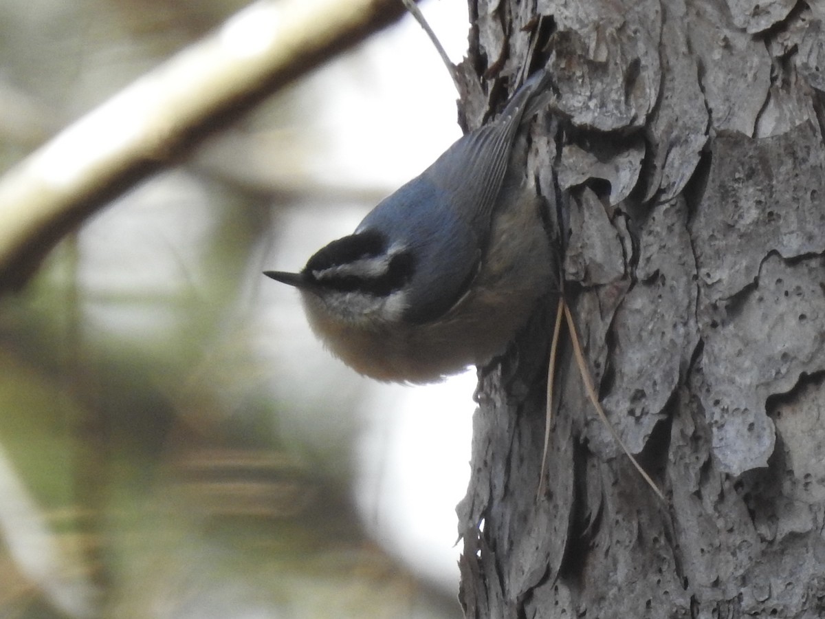 Red-breasted Nuthatch - ML302298621