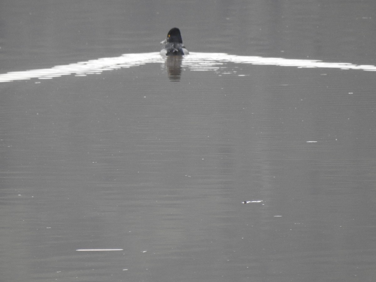 Ring-necked Duck - ML302298811