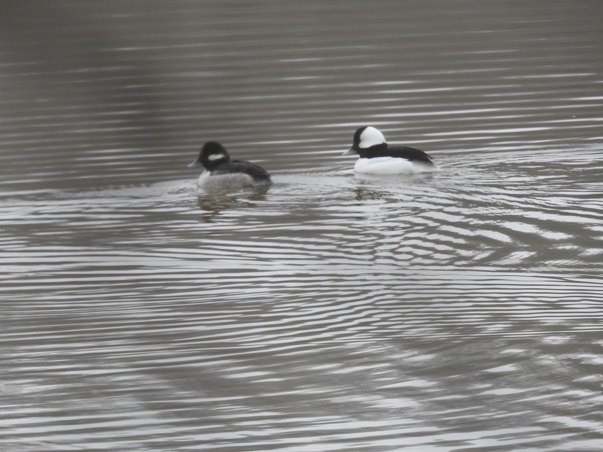 Bufflehead - ML302298861