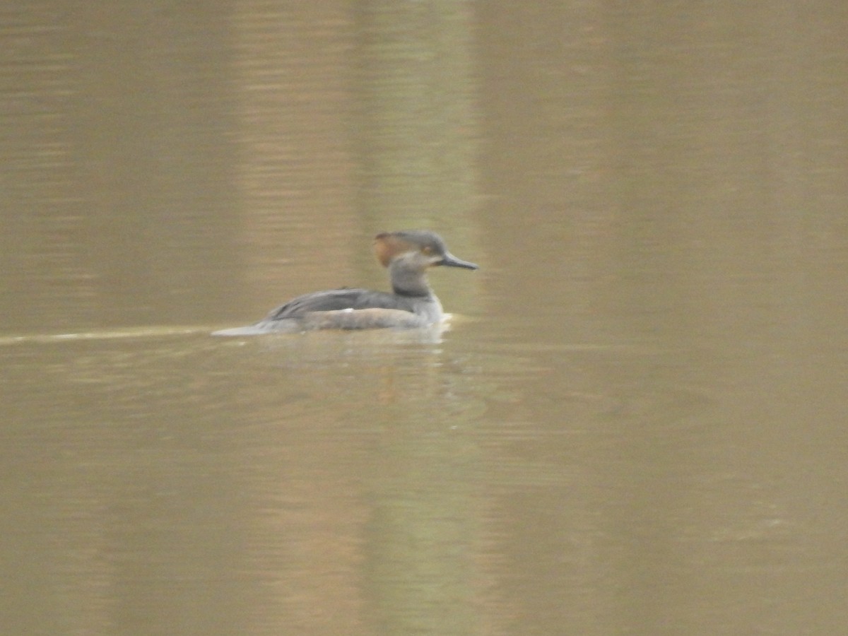 Hooded Merganser - ML302298901