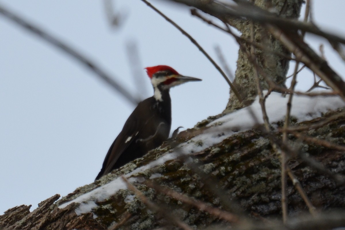 Pileated Woodpecker - ML302299021