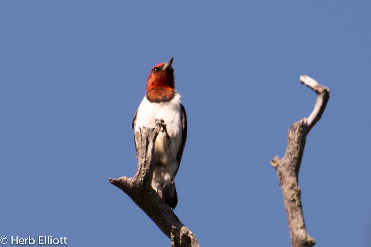 Red-headed Woodpecker - ML30230011